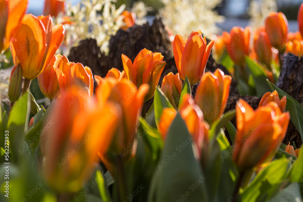 Wall mural Tulip