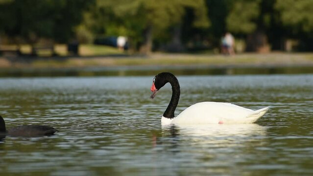 black-necked swan (Cygnus melancoryphus) feeding at lago de las regatas public park in Buenos Aires
