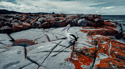 Big Pelican at Bay of Fires, Tasmania