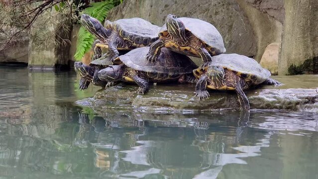 Close up shot of many turtles stack up