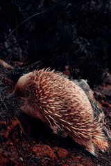 Echidna, Exploring Trails in Tasmania, Australia