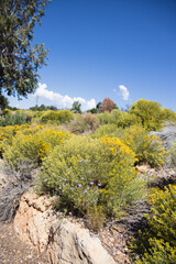 Rubber Rabbitbrush and blue sky background
