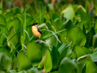 Black-capped Donacobius perched on aquatic plants in Pantanal,Brazil