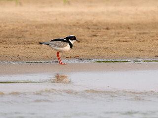 Pied Lapwing foraging on river's sandbank in Pantanal, Brazil 
