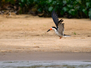 Black Skimmer with open wings standing on sandbank in Pantanal, Brazil