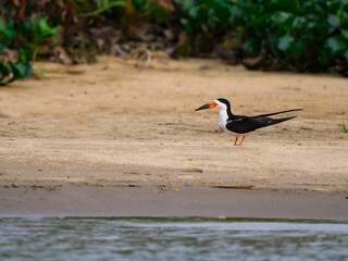 Black Skimmer standing on sandbank in Pantanal, Brazil