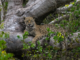 Naklejka na ściany i meble Wild Jaguar lying down on fallen tree trunk in Pantanal, Brazil