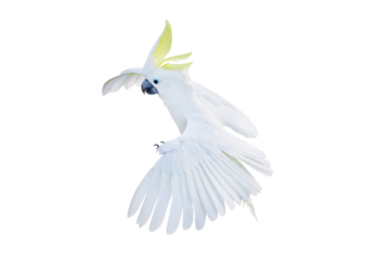 Beautiful cockatoo parrot flying isolated on transparent background png file	