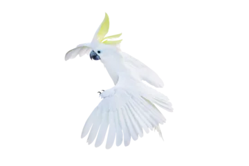 Rolgordijnen Beautiful cockatoo parrot flying isolated on transparent background png file  © Passakorn
