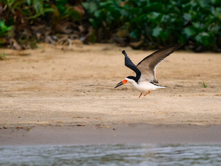 Black Skimmer with open wings standing on sandbank in Pantanal, Brazil