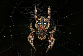 Common bark spider (Caerostris sexcuspidata)
