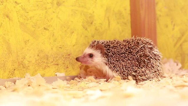 Little hedgehog. Beast with spikes. Animal species of mammals. Place for text
