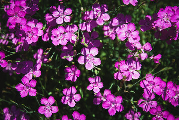 Maiden pink flowers, vibrant purple Dianthus deltoides in summer garden