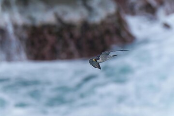 荒れる日本海をバックに悠然と飛ぶハヤブサ成鳥