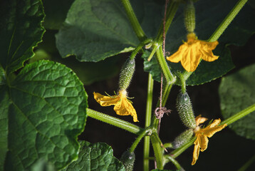 Cucumber plant vine with kukes and flowers in greenhouse