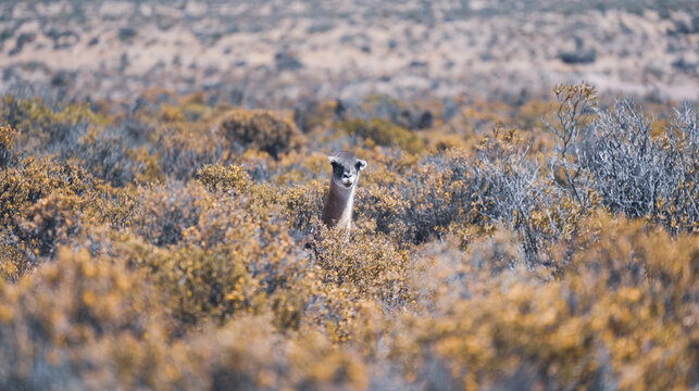 Guanaco Patagonia