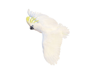 Beautiful cockatoo parrot flying isolated on transparent background png file	