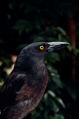 Portrait of Beautiful Black Currawong, with Black Plumage, Long beak and Bright Yellow Eyes in Australia