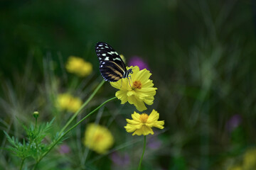 butterfly, insect, flower, nature, summer, animal, macro, spring, plant, wildlife, wings, beautiful, garden, colorful, beauty, fly, wing, orange, yellow, meadow, leaf, black, fauna, flowers