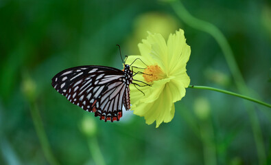 butterfly and flower Naturally, butterflies are gathering on flowers.