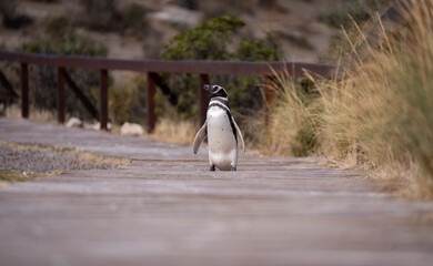 Pinguino Punta Tombo Patagonia 