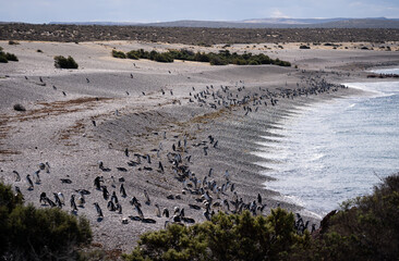 Pinguino Punta Tombo Patagonia 