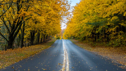 Naklejka na ściany i meble road in autumn yellow leaves