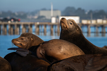 Sea Lions Rest at the Harbor