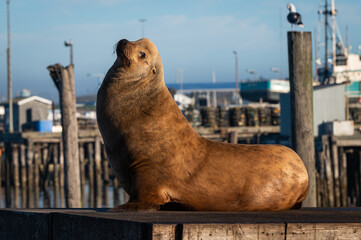 Sea Lion sits on a dock in the harbor