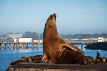 California Sea Lion poses in a Northern California harbor