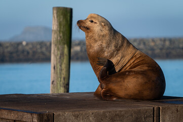 California Sea Lion Sits on a Dock in the Harbor