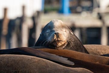 California Sea Lion sleeps on a dock