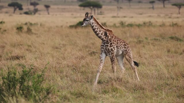 Giraffe in the Maasai Mara, Keny, Africa 