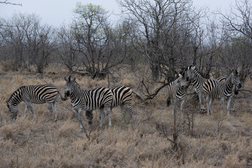Fototapeta na wymiar herd of zebras in Zimbabwe, Africa