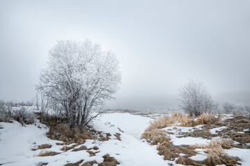 foggy winter landscape