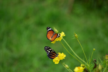 butterfly and flower Naturally, butterflies are gathering on flowers.