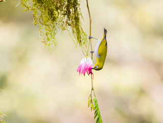 Oriental White Eye 
