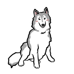 Siberian Husky dog  cartoon vector illustration	