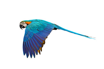 Colorful Macaw parrot flying isolated on transparent background png file	