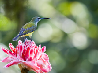 bird of paradise, spider hunter 