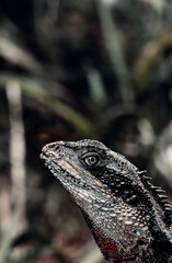 Portrait of Curious Water Dragon Lizard in Australia