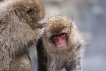 Snow Monkey at Jigokudani Monkey Park