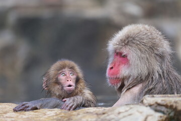 Snow Monkey at Jigokudani Monkey Park