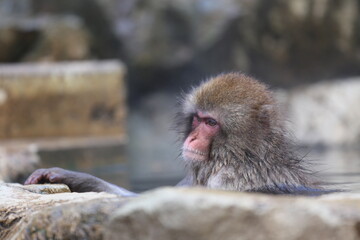 Snow Monkey at Jigokudani Monkey Park