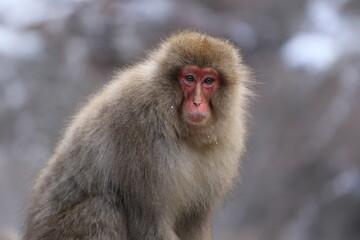 Naklejka premium Snow Monkey at Jigokudani Monkey Park