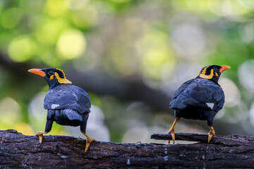 Common hill myna gracula religiosa 