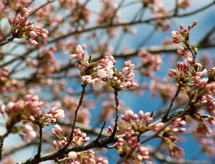 Cherry blossoms in Towada City, Aomori Prefecture