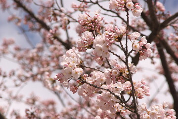 Cherry blossoms in Towada City, Aomori Prefecture