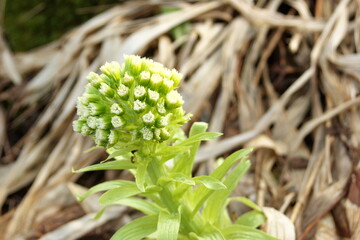 Fukinoto heralds the arrival of spring