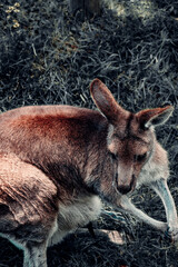Kangaroo Relaxing In The Grass